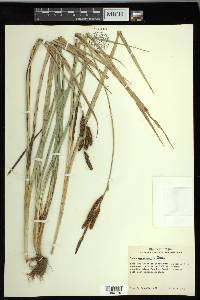 Carex nebrascensis image