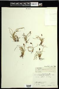 Carex nigricans image