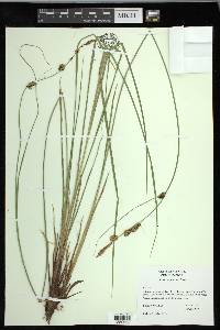 Carex nudata image