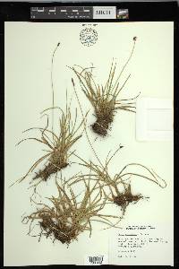 Carex nigricans image