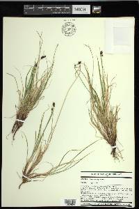 Carex norvegica image