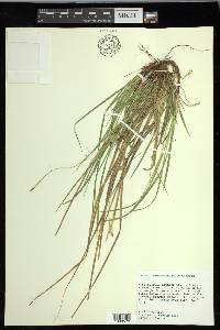 Carex nigromarginata image