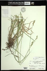 Carex normalis image