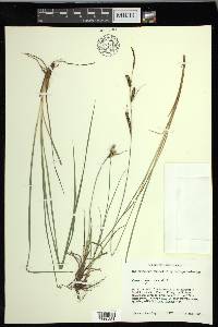 Carex nigra image