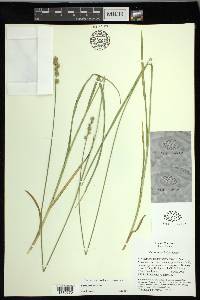 Carex normalis image