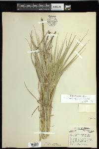 Carex muskingumensis image