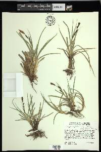 Carex nebrascensis image