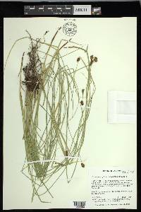 Carex neurophora image