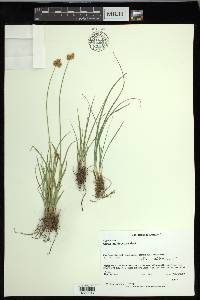 Carex multicostata image