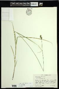 Carex normalis image