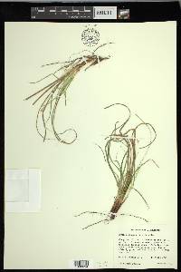 Carex nigromarginata image