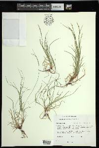 Carex novae-angliae image