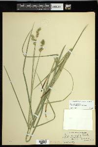 Carex normalis image