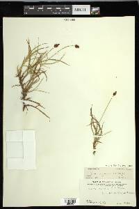 Carex nigricans image