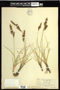 Carex nebrascensis image