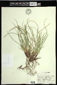 Carex nigromarginata image