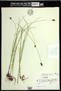 Carex neurophora image