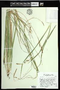 Carex obispoensis image
