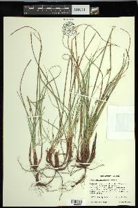 Carex nigromarginata image