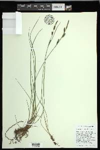 Carex nigra image