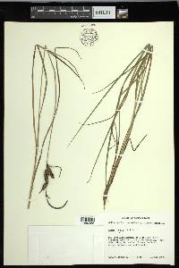 Carex nigra image