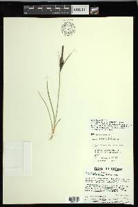 Carex nigra image