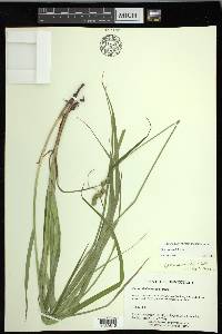 Carex normalis image