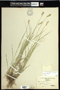 Carex normalis image