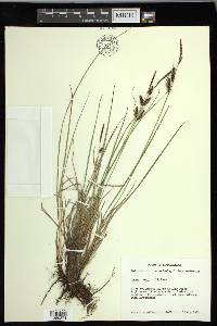 Carex nigra image