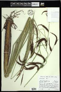 Carex obnupta image