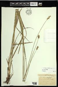 Carex normalis image