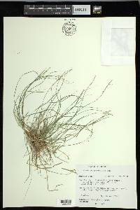 Carex novae-angliae image