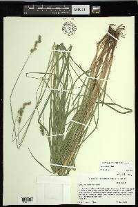 Carex normalis image