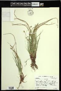 Carex nigromarginata image