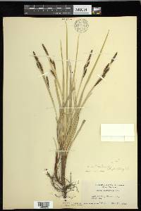 Carex nebrascensis image