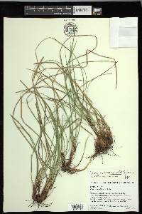 Carex nigromarginata image