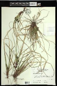 Carex nigromarginata image