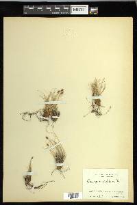 Carex nardina image