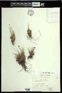 Carex nardina image