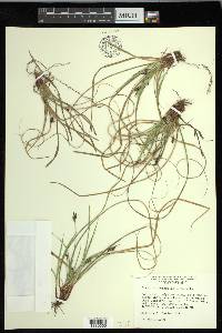 Carex nigromarginata image