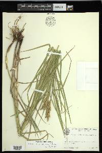 Carex muskingumensis image