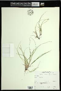 Carex novae-angliae image