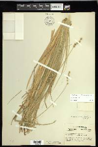 Carex normalis image