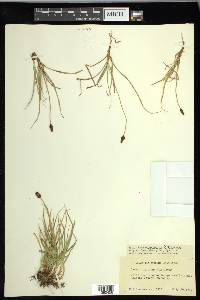 Carex nigricans image