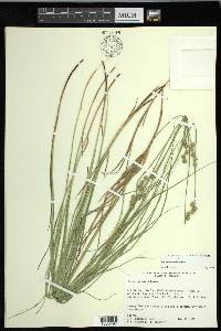 Carex normalis image