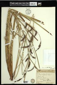 Carex obnupta image