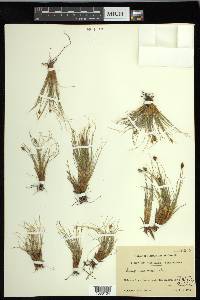 Carex nardina image