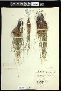 Carex nardina image