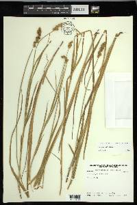 Carex normalis image