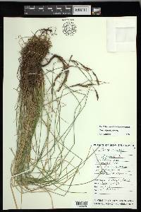 Carex nigra image